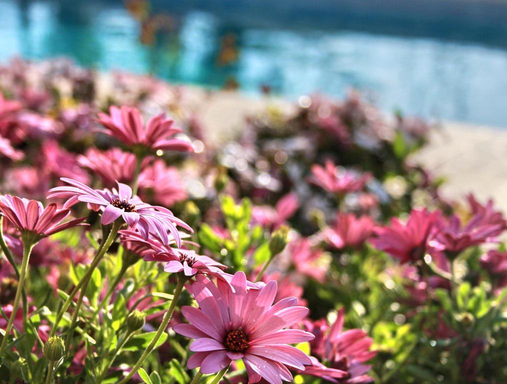Villa Paradise Paphos Cameră foto